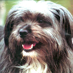 Lhasa Apso