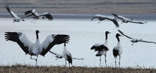 Bird Watching Along Brahmaputra River