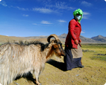 Changtang Grassland