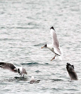 Birds flying over the Banggong Co Lake