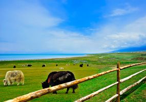 Qinghai Lake