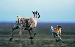 Tibet antelopes