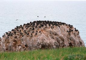 Bird Island